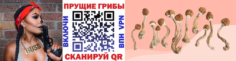 Галлюциногенные грибы Psilocybine cubensis  как найти закладки  Артём 